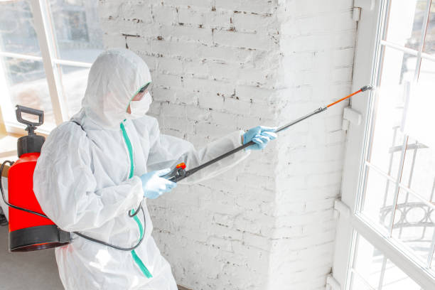 Best Basement Mold Removal  in Cleveland, MS